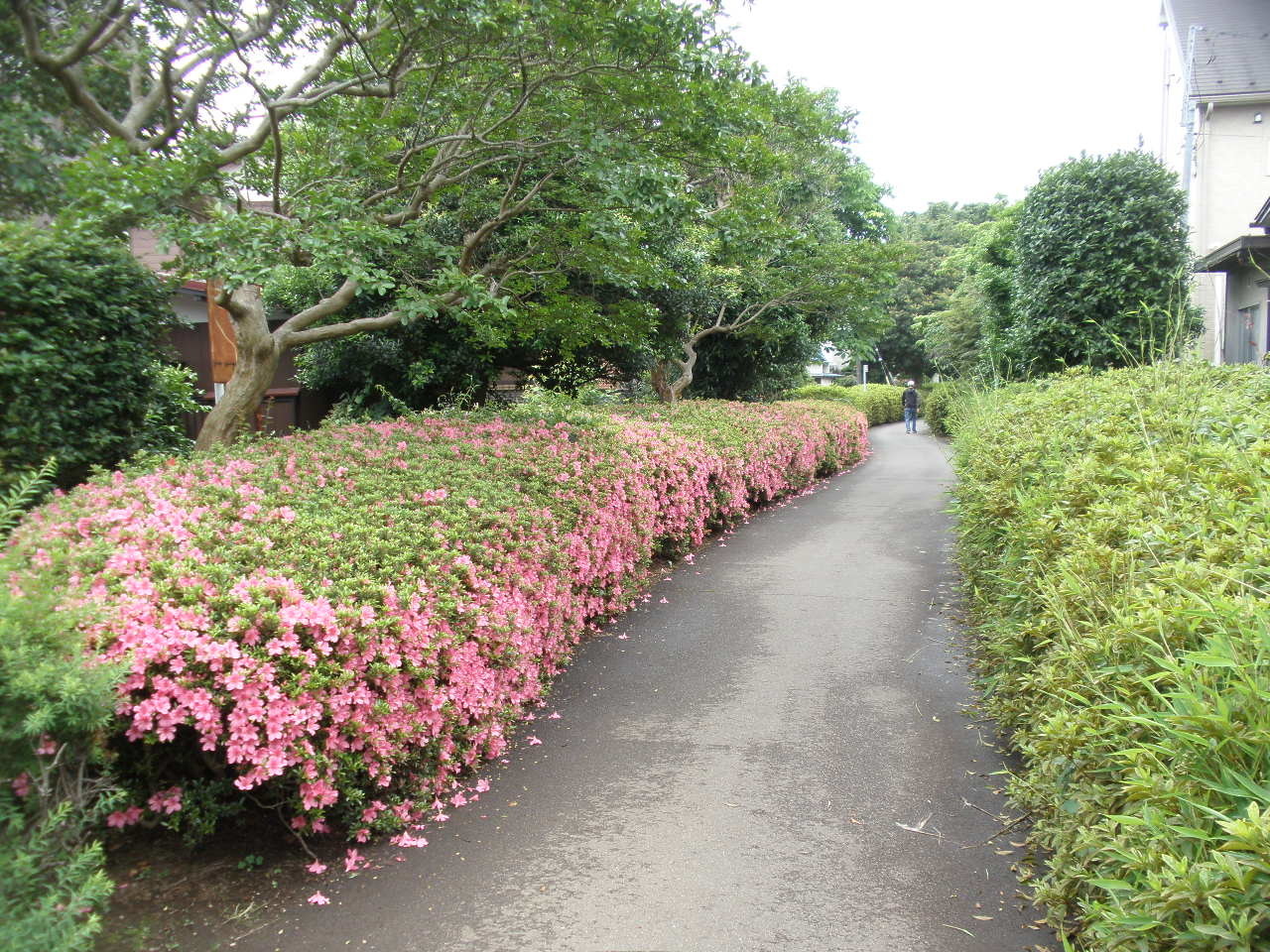 立川市栄緑道から国分寺市西町緑地へ わたしのギャラリー